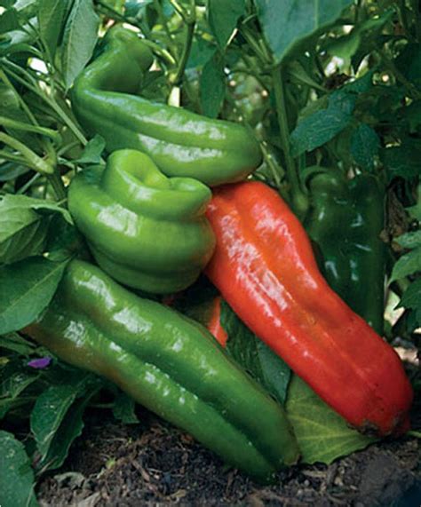 Giant Marconi Pepper Seeds Sweet Pepper F1 Hybrid 15 Seeds Up To 250