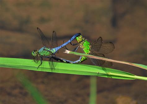 Dragonflies Mating 51006632c Photograph By Paul Lyndon Phillips