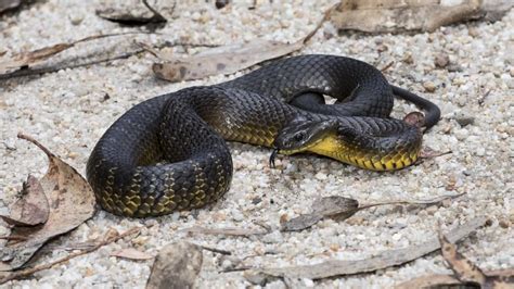 Snake Species Northern Nsw Jursip