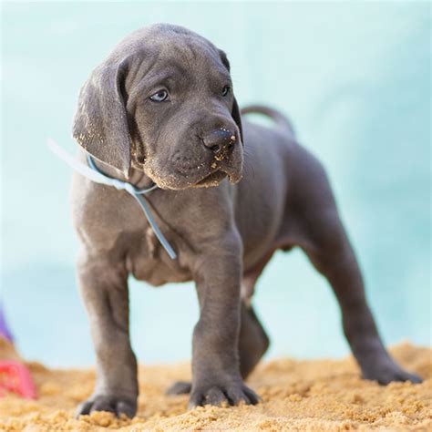 We have great dane puppies that are looking for their forever home! Great Dane Puppies for Sale from Vetted Great Dane Breeders