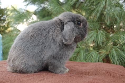 Holland Lop Color Guide — Hickory Ridge Hollands