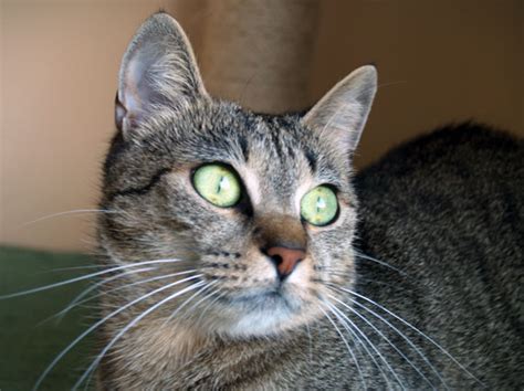 Undoubtedly, the cat is european shorthair, photo which can be seen in our article and in manyother sources, today is a very common pet. Photogallery: European shorthair cattery Of Changing Moon