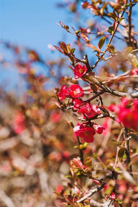 How To Grow Flowering Quince Chaenomeles Gardeners Path