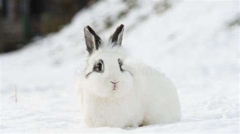 White And Cute Rabbit Sitting In Snow Winter In Krasnaya Polyana