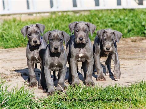 Rules Of The Jungle Great Dane Puppies