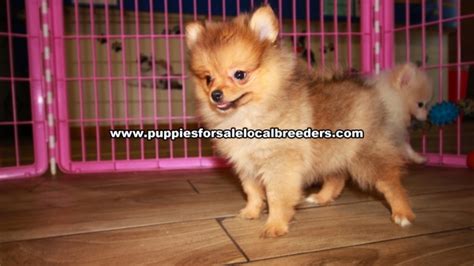 Puppies For Sale Local Breeders Little Pomeranian Puppies For Sale