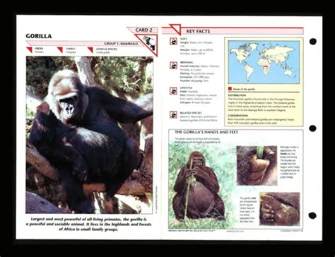Gorilla Wildlife Fact File Mammals Animal Card Home School Study 12 3