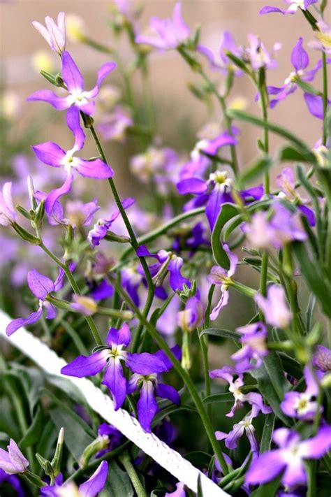 Night Scented Stocks 3500 Seeds Matthiola Lavender Blue Annual