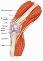 Anatomy, Pathology & Treatment of the Knee Joint - Articles & Advice ...