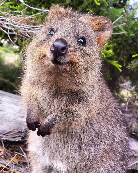 Quokka Quokka Wildlife Photography Koala Bear