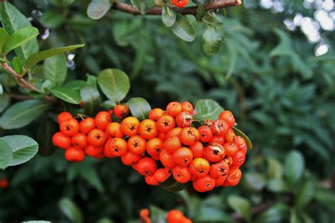 Orange Berries Rounded Free Photo On Pixabay Pixabay