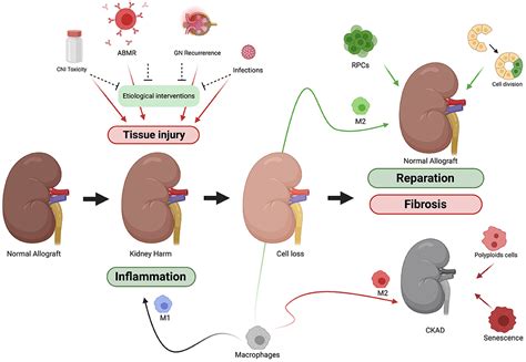 Frontiers Chronic Kidney Allograft Disease New Concepts And