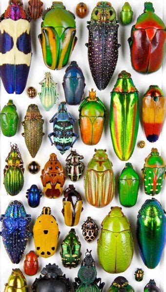 Most Beautiful Beetles