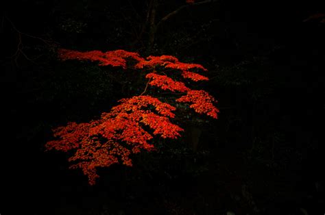 Wallpaper Autumn Red Art Leaves Japan Japanese Kyoto Momiji