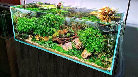 Beautiful 125 Gallon Aquascape Aquarium Gardens Youtube