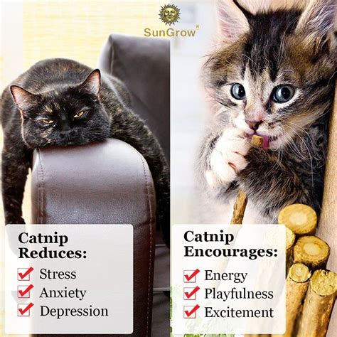 When cats smell catnip they exhibit several behaviors common to queens in season catnip is considered to be nonaddictive and completely harmless to cats. Catnip Sticks 20 pack Great for Pet Dental Care ...