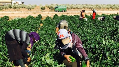 Jordanian Reversal On Syrian Work Permits Starts To Bear Fruit Bbc News