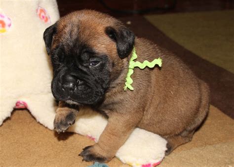 Sorry, there are no bullmastiff puppies for sale in ohio at this time. FD Farms Bullmastiff Puppies for sale in Ohio
