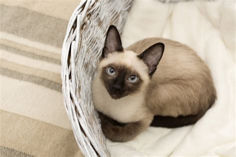 Siamese Cat Hypoallergenic Cat Breeds Cat Meme Stock Pictures And Photos