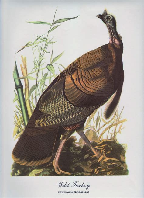 vintage audubon print of a wild turkey