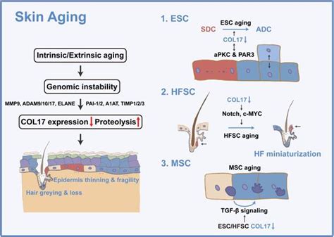 Targeting The Stem Cell Niche Role Of Collagen Xvii In Skin Aging And