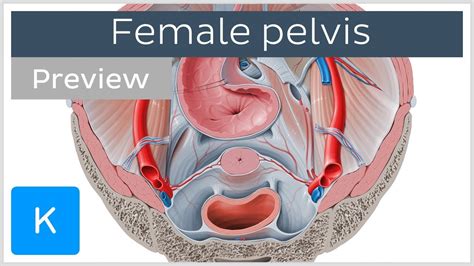Superior View Of The Female Pelvis Preview Human Anatomy Kenhub