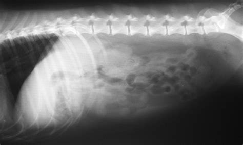 Chronic Vomiting And Diarrhea In A Dog Clinicians Brief