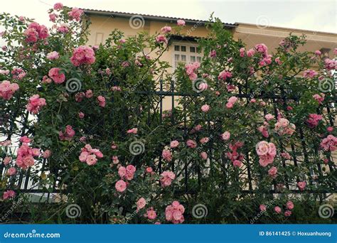 Climbing Roses Trellis Beautiful Fence Front Of House Stock Image
