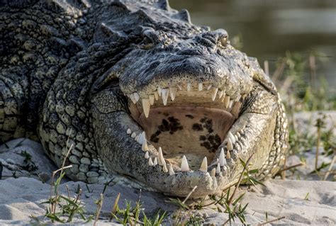 Alligator Stalking Bird Gets Attacked By Giant Crocodile From Behind