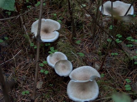 Polypores Boletes And Other Things Mushroom Hunting And