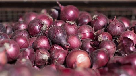 Has recalled all varieties of onions that could have come in contact with potentially the cfia says onions grown in canada are not affected by the potential salmonella outbreak. Onions linked to salmonella outbreak that has sickened ...