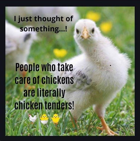Pin By Melissa Lozano On ☻ Made Me Laugh ☻ In 2023 Chickens Backyard Chicken Humor Chicken