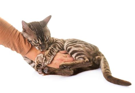 Yes, the main reason for headbutting in cats and rubbing is to mark their territory, but the second reason is because they trust you and feel safe. What does it mean when your feline friend licks you? - The ...
