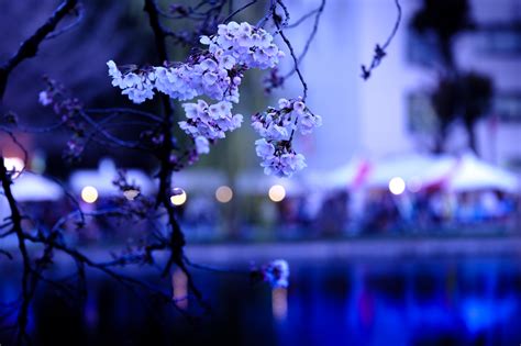 Free Images Branch Light Plant Flower Blue Cherry