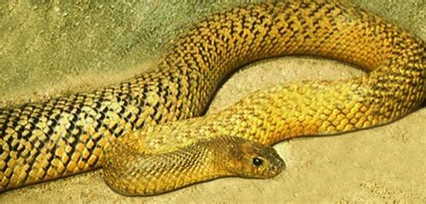 Serpiente Taipan Inland Taipan Snake Snake Venom