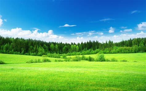Nature Field Grass Woods Trees Green Forest Sky Clouds
