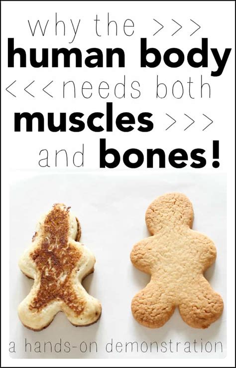 Where are the muscles and bones located? Why the Human Body Needs Both Muscles and Bones