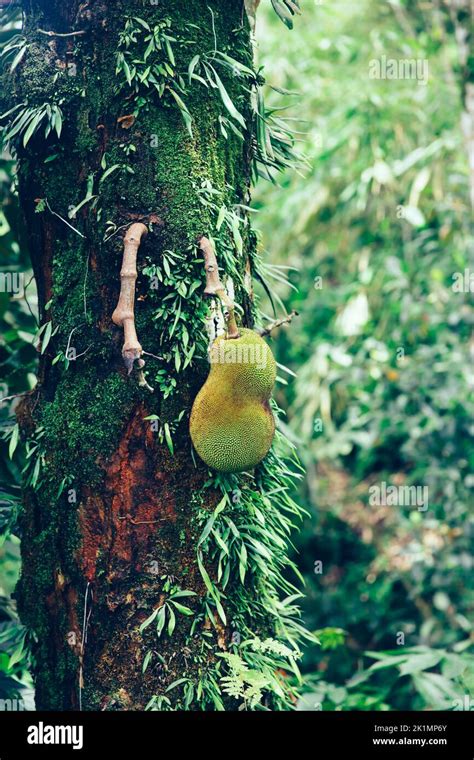 Jackfruit On The Tree At Bali Island Indonesia Stock Photo Alamy