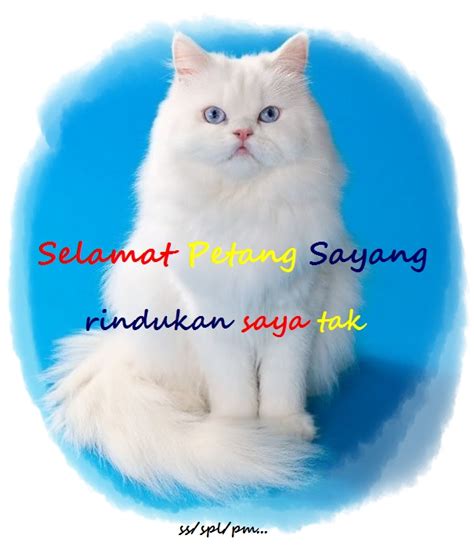 Kamus perbualan harian bahasa mandarin. Sang Pujangga Langit(Penawar Rindu): Selamat Petang Sayang