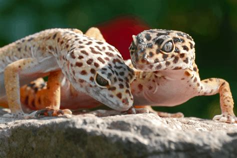 Leopard Gecko Cohabitation And Tank Mates