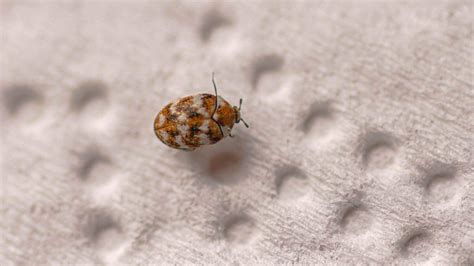 Black Carpet Beetles Vs Bed Bugs Carpet Vidalondon