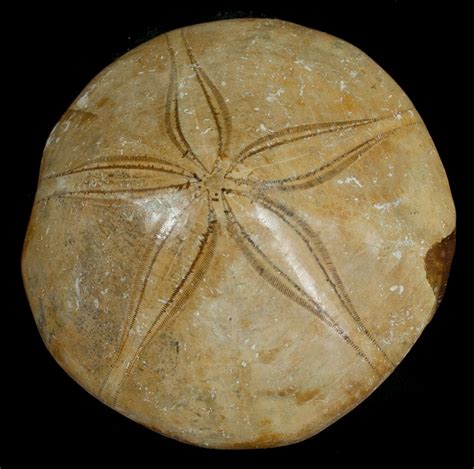 Fossil Sand Dollar From Madagascar For Sale 5367