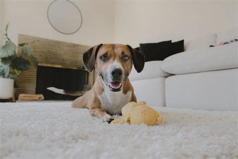 Bradley & Kaiyo — Vincent Sandoval Palm Springs Pet Photography