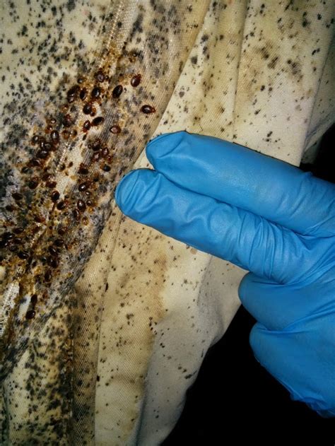 Bed Bug Exterminator Queens 247 Queens Pest Control