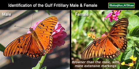 Gulf Fritillary Butterflies Size Nectar Plants Host Plants Photographs