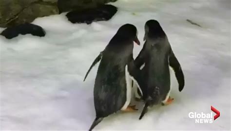same sex penguin couple incubate egg at sydney aquarium national globalnews ca