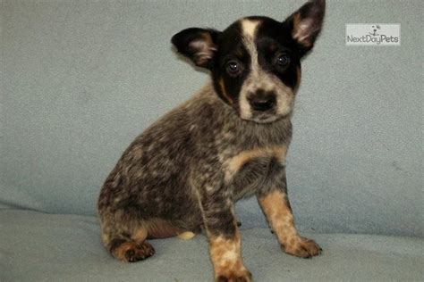 We are a one stop shop for pet grooming, food, treats and supplies. Standard Male: Australian Cattle Dog/Blue Heeler puppy for ...