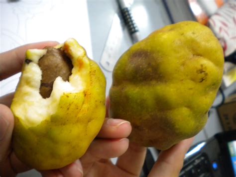 Die unterkunft quiet and warmth neighborhood with various flower of bougainvilleas and ixora chinensis species in front of the house. y―oo0O0O〇 **: BUAH KATAK PURU?