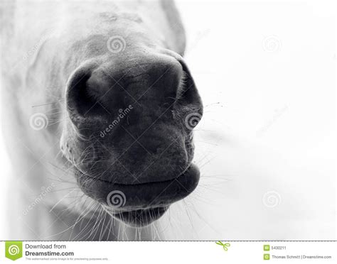 Horse Nose Stock Image Image Of Kiss Equis Closeup