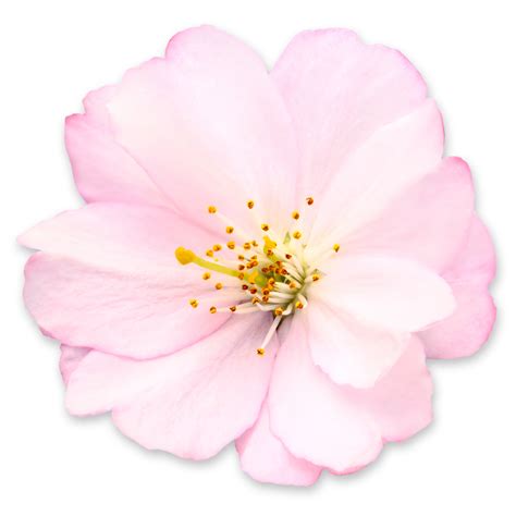 Pink Cherry Blossom Flower Png Cherry Blossom Png Images Free Png My